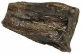 Fossil Triceratops Shed Tooth - Montana #350699-1